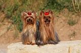 YORKSHIRE TERRIER 551